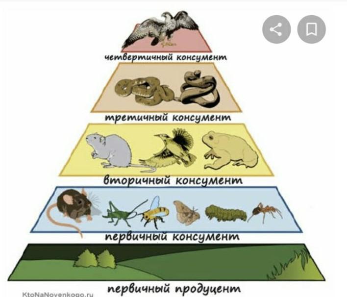 Первичные консументы. Животные консументы. Тигр относится к консументам 2 порядка. Коза консумент какого порядка. Тигр относится к консументам 2 порядка.