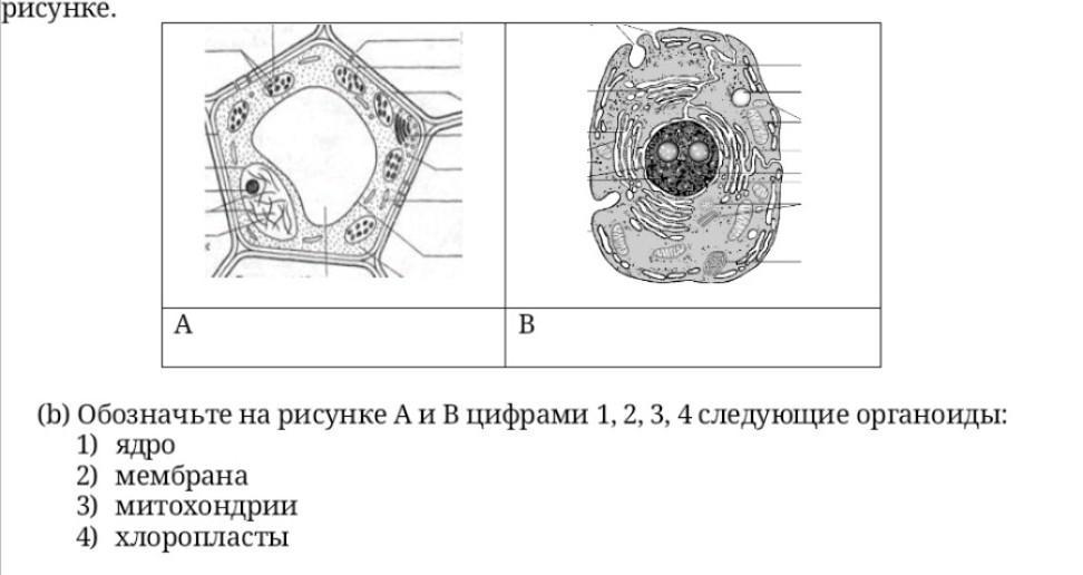 Какую функцию выполняет органоид обозначенный цифрой 5. Органоид ядро рисунок. какой цифрой на рисунке обозначен органоид. клетка и ее органоиды рисунок.