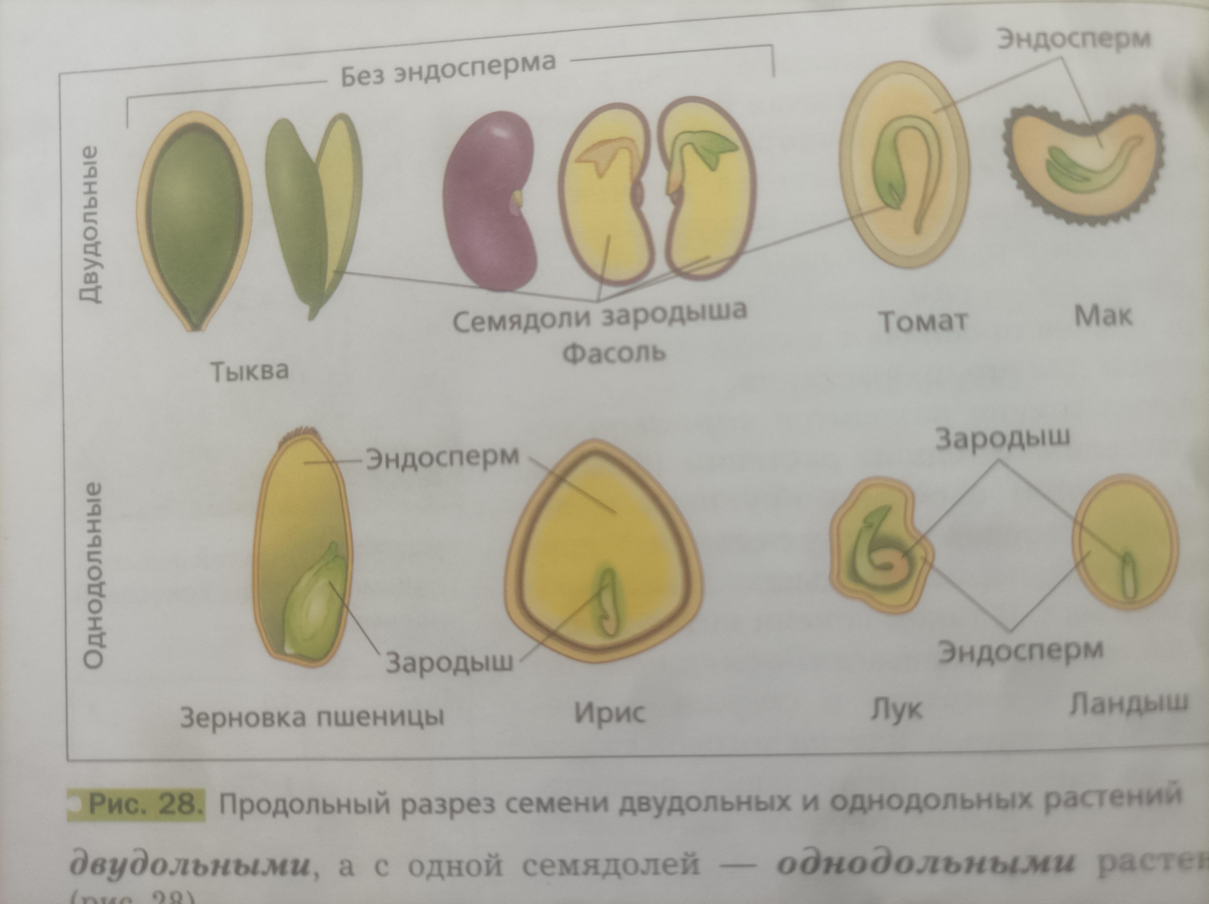 Сходства проростка и зародыша. Строение семени тыквы 6 класс. Строение семени тополя. Семя подсолнуха строение. Зародыш семени тыквы.